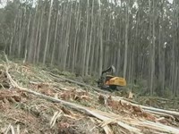 Tigercat природный лес - твёрдой древесины рубок