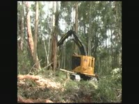 Tigercat природный лес - лиственных выборочной рубки [Южного полушария 2011]