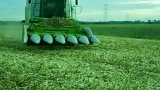 Kukorica betakarítás Sióagárd CLAAS Lexion 550 1/2 - Техника для сельского хозяйства