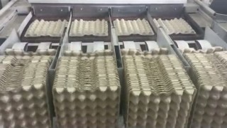 Линия для производства яичных лотков